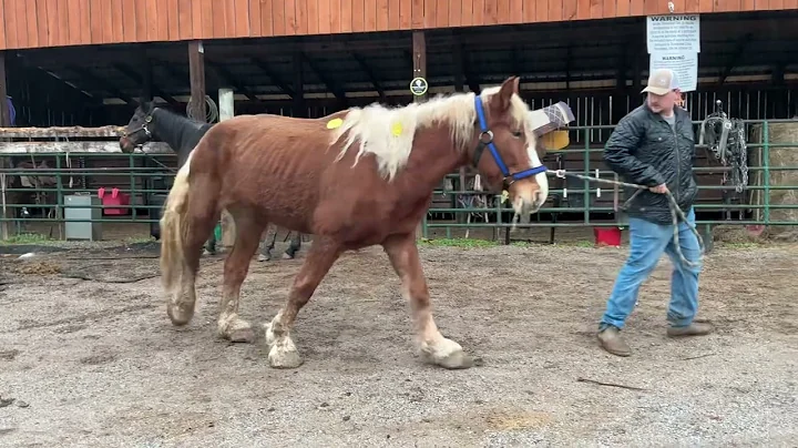 Sold 3984 Belgian Mare 16H 7 year-old $975+40 coggins deadline 12/5/25 ￼