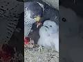 Peregrine feeding equally『隼の給餌』