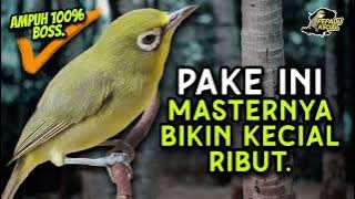 Download lagu Kecial Kuning Joss Saling SAHUT Ampuh Bikin Kecial Kuning RIBUT GACOR‼️| PEPADU KECIAL