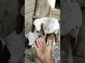 Bakra Lari Bado Badi☺ #shortvideo #shorts #animals