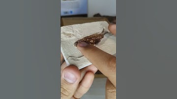 100 million years old gift. Fish Fossil from memoire du temps ,byblos ,Lebanon🐟 🇱🇧.#shorts #fossil