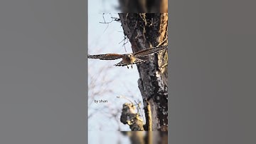 Went looking 4 owls this morning but end up watching a pair of hawks building their nest & mating.