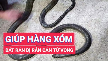 Giúp hàng xóm bắt rắn 3kg bò vào nhà ăn gà, người đàn ông bị rắn cắn chết