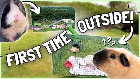 Guinea Pigs REACT to Their NEW Outdoor Setup! 🌱🌞