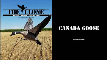 Clone Decoys Canadian Goose