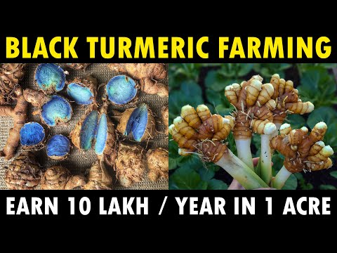 BLACK TURMERIC FARMING in India | Black Turmeric Cultivation