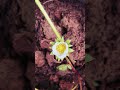 My Strawberry Plant is Blooming! 🍓🌸#strawberryplant #viralvideo #fypシ゚viral
