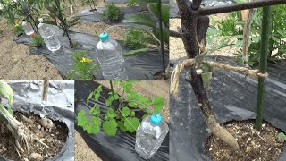 植物に超やさしいポタポタ点滴水やり装置の作り方【身近な物で作る点滴潅水システム】