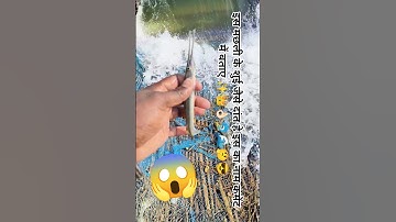 Underwater Fishing |Best Fishing Video #shorts #fishing#machhali