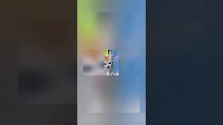 New Funny Animals 2023😍😄 Funniest Cats and Dogs 🐈 🐕