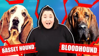 BASSET HOUND VS BLOODHOUND by Fenrir Basset Hound Show 464 views 3 years ago 7 minutes, 16 seconds