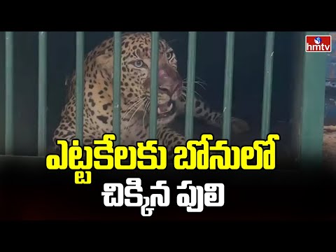 ఎట్టకేలకు బోనులో చిక్కిన పులి | Tiger Found In Maharashtra | hmtv - HMTVNEWS