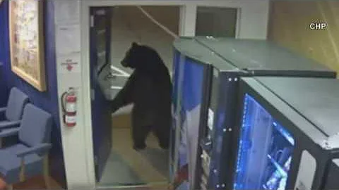 Bear Walks Into California Highway Patrol Office