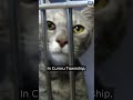 People fall in love with the cats — and then they adopt