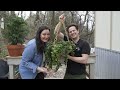 Hoya Repot: Combing 3 Hoya into 1 Pot! Soil Recipe Included