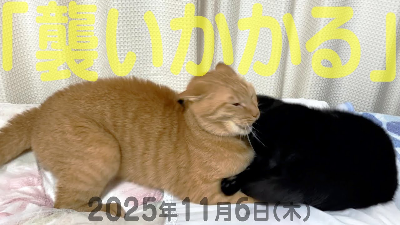 我が家の猫たち「襲いかかる」2025年11月6日(木) 