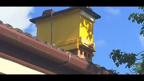 Honey bees scouting a baitbox swarm trap