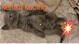 Bunyi kentut kucing bila dibesarkan guna microfon.Tapi muka selamba si kucing teruskan tido