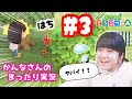 ハチの巣が〜！！かんなのまったり実況あつまれどうぶつの森 #3