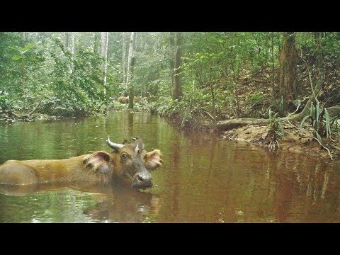 Gabon rainforest: Which wild animals triggered this trap camera (#201) set up on a creek