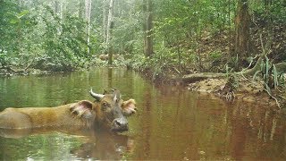 Gabon rainforest: Which wild animals triggered this trap camera (#201) set up on a creek