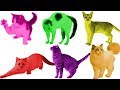 Funny Cats jump into the color pool with paint. Video for kids