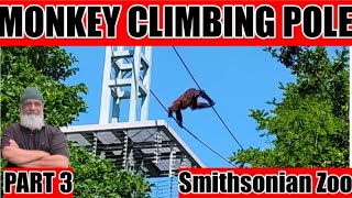 Seeing ORANGUTANS climbing pole | Zoo Part 3