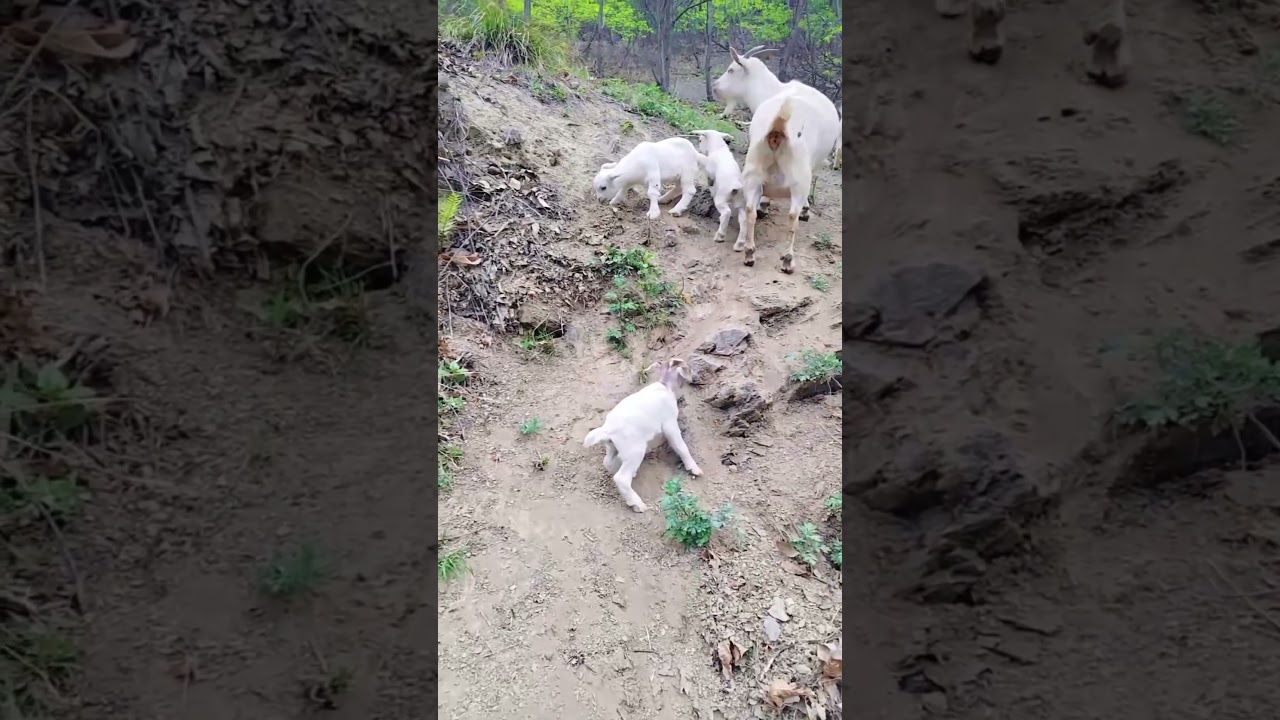 beautiful goats 🐐🐐🐐 