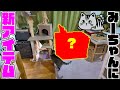 キジトラみーちゃん専用の〇〇〇を設置しました！！