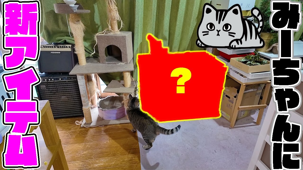 キジトラみーちゃん専用の〇〇〇を設置しました！！ - YouTube