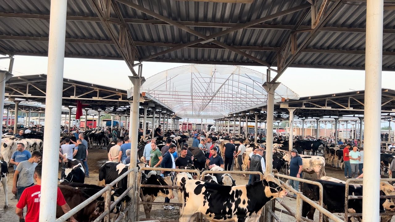 ÖDEMİŞ BÜYÜKBAŞ HAYVAN PAZARINDA GÜNCEL BİLGİLER