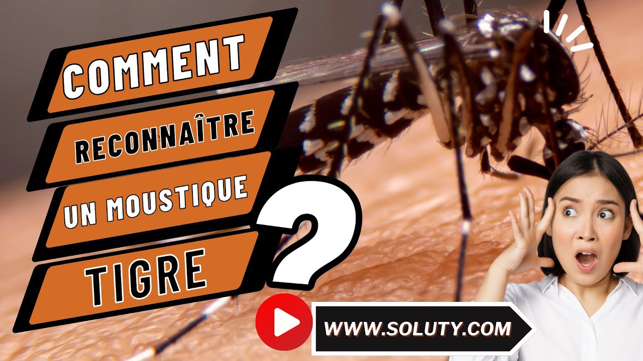 MOUSTIQUE Comment reconnaître un moustique tigre Aedes albopictus — free download