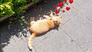 Seven (7) things a cat really loves to do