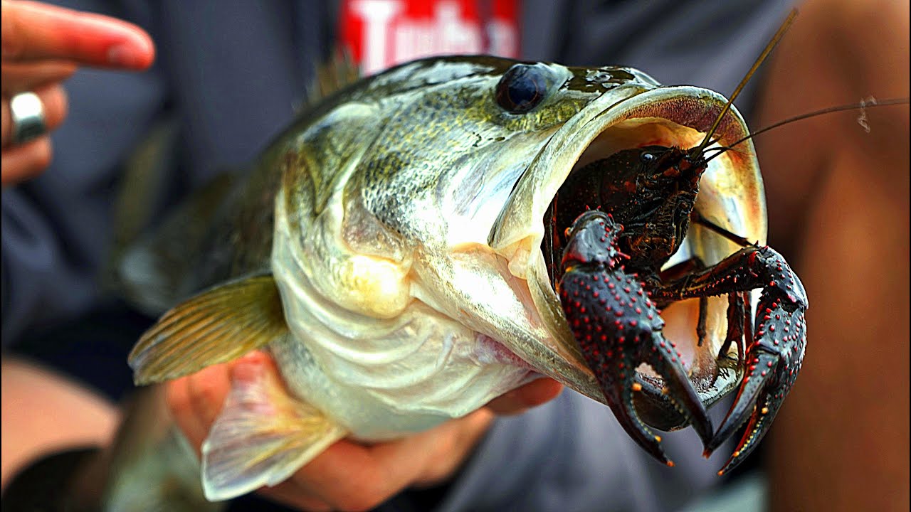 Do Bass Actually Eat Crawfish??  GoPro Live Crawfish Footage 