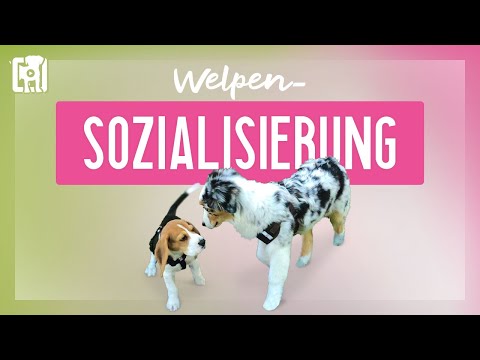 Video: Was Passiert Nach Der Sozialisationsphase Des Welpen – Sozialisieren Des Welpenhundes