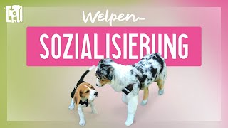 Welpen sozialisieren - so wird euer Welpe perfekt alltagstauglich!