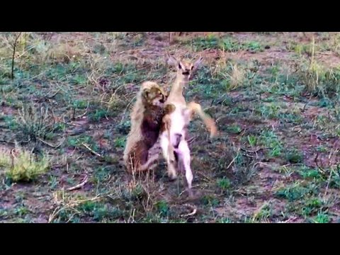Intense Battle Between Newborn Cheetah and Newborn Buck