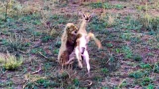Intense Battle Between Newborn Cheetah and Newborn Buck
