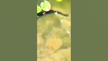 #shorts đam mê câu lure câu cá giải trí #88 #fishing #cauca