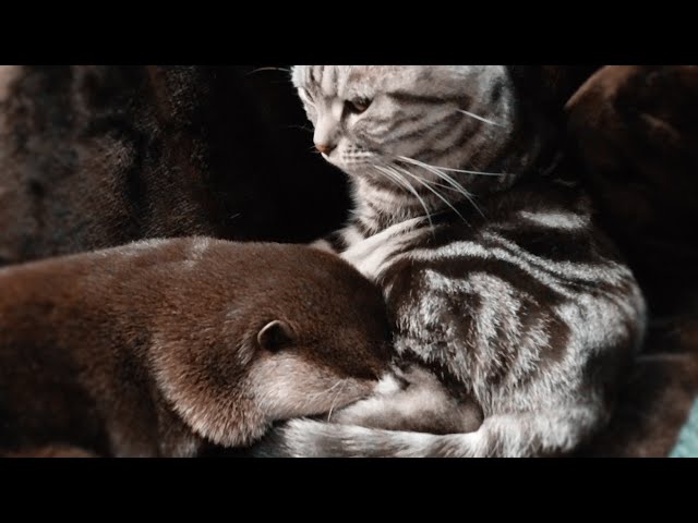 Can cats and otters get along? Watch this video for the answer [Otter life Day 182]