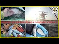 PAJARERA DE QUILMES - PESCA DE BOGAS - BOGONES 31 01 2020 (Parte 2)