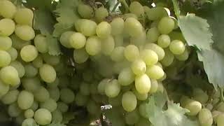 Сорт винограда Кишмиш 