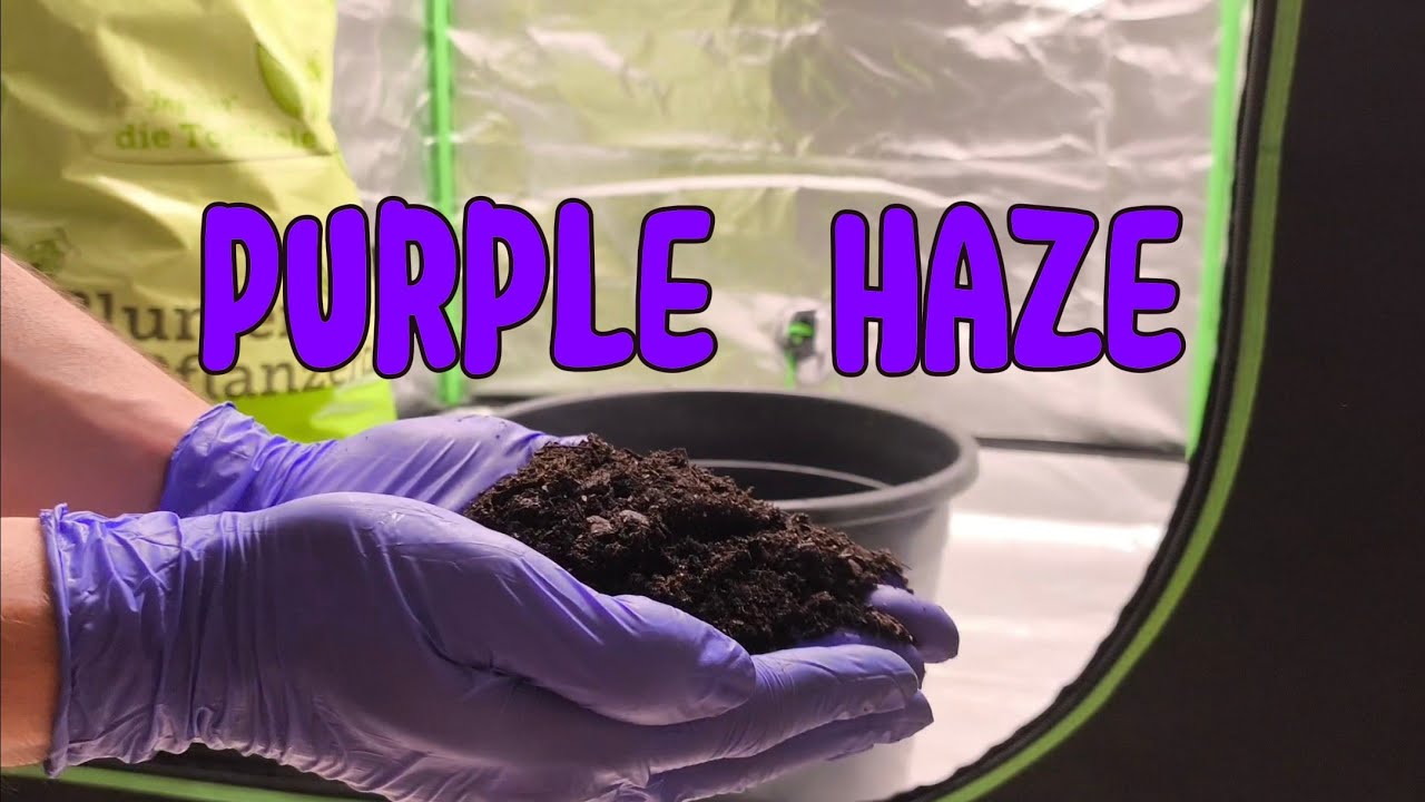 Samen in die Erde | Autoflowers Indoor grow Spider Farmer Smart Set up 