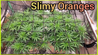 Slimy Oranges week 1 of flower - The Friendly Grower