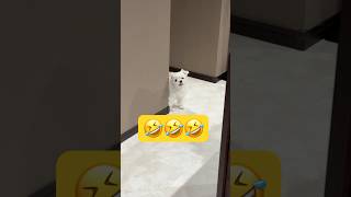ご飯まだ？の合図がコレ🤣🤣🤣#shorts #可愛い犬 #マルチーズ