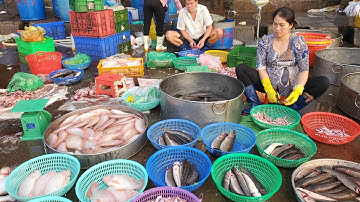 Chợ đầu mối bình điền sáng thứ năm cá biển 30k mình ếch 15k tép bò 60k 