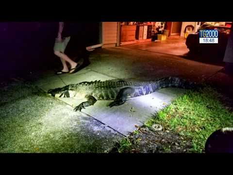 Video: Alligatore Catturato Per Motivi Scolastici In Florida