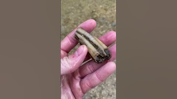 I found ICE AGE fossils in TEXAS #paleontology #fossilhunting