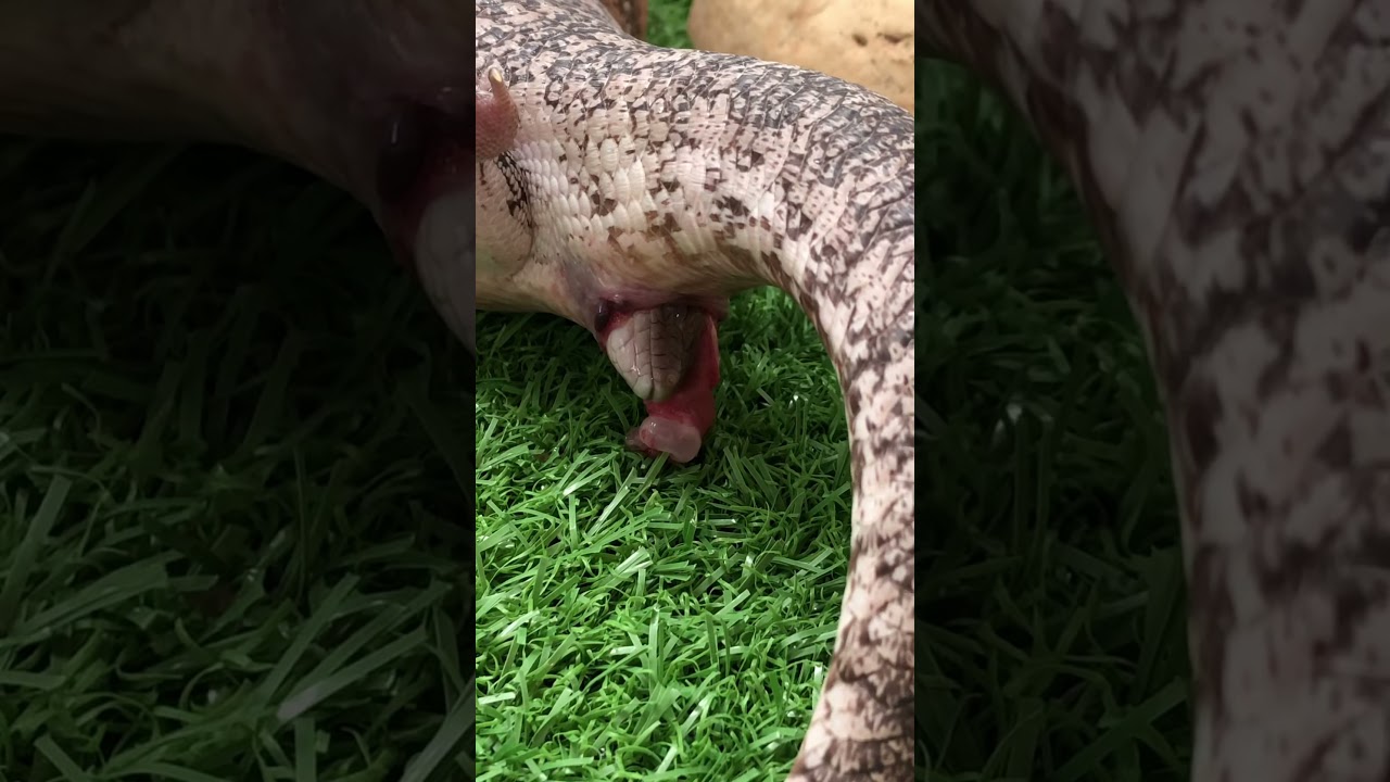 The birth of a blue tongue lizard