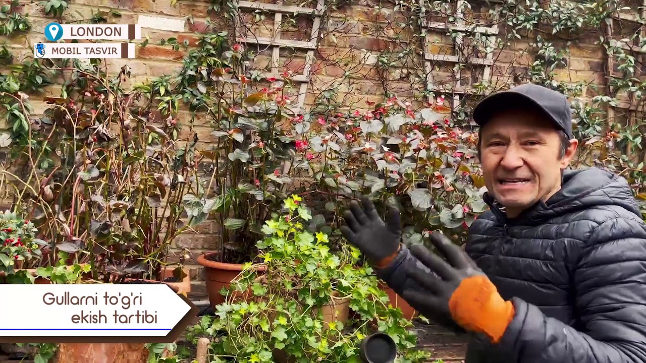 Морозник қачон экилади?